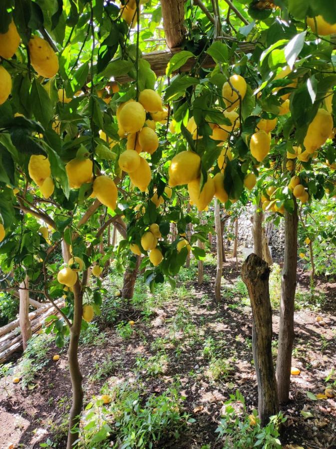 Eden Tra I Limoni Appartement Minori Buitenkant foto